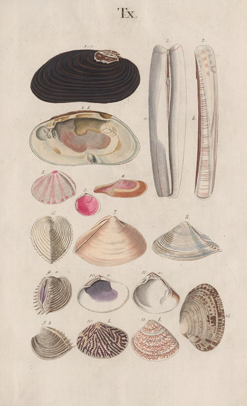 Prodromus in systema historicum testaceorum Pl.10