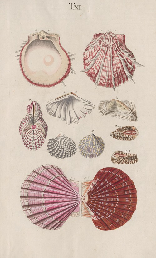 Prodromus in systema historicum testaceorum Pl.11