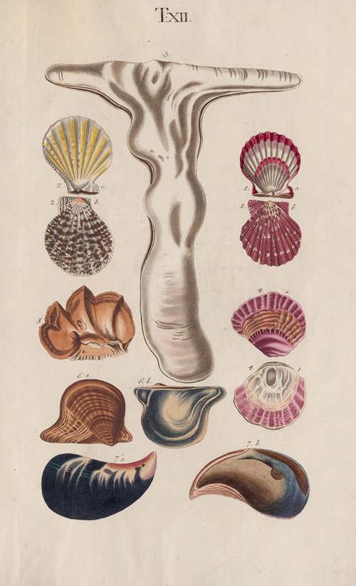 Prodromus in systema historicum testaceorum Pl.12