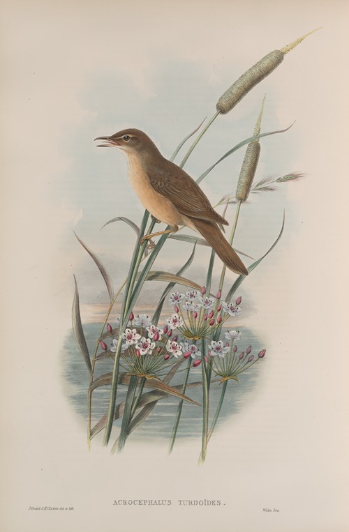 Acrocephalus turdoïdes. Thrush-Warbler.