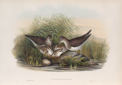 Actitis hypoleucos. Summer Snipe.