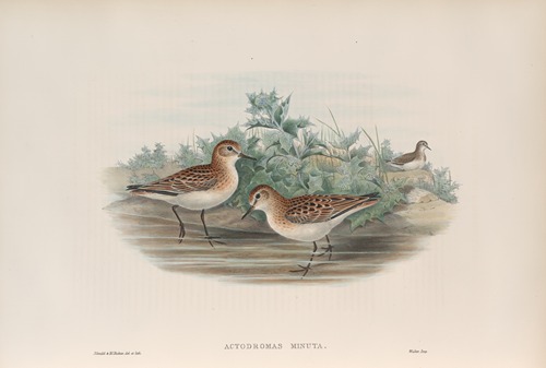 Actodromas minuta. Little Stint.