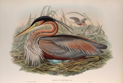 Adrea purpurea. Purple Heron.