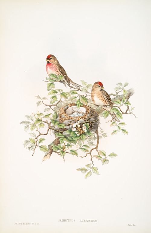 Ægiothus rufescens. Lesser Redpole.
