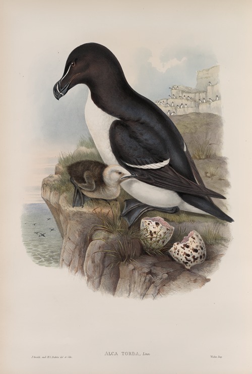Alca torda. Razorbill.