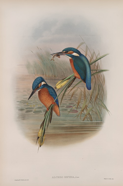 Alcedo ispida. Kingfisher.