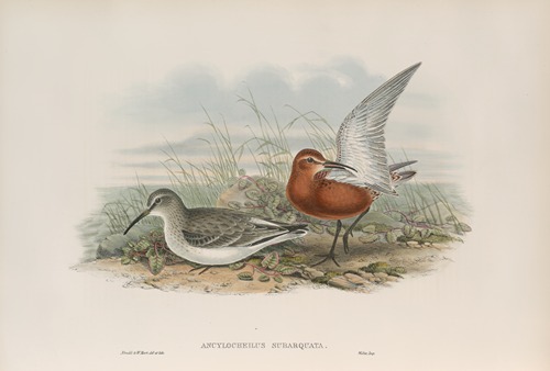 Ancylocheilus subarquata. Curlew Sandpiper.