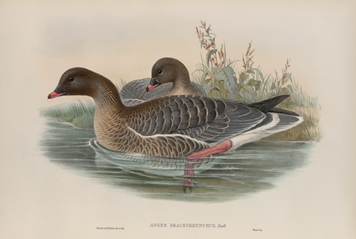 Anser brachyrhynchus