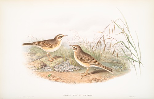 Anthus campestris. Tawny Pipit.