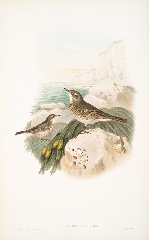 Anthus obscurus. Rock-Pipit.