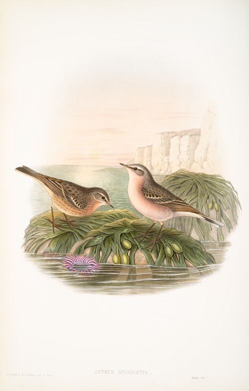 Anthus spinoletta. Vinous Pipit.