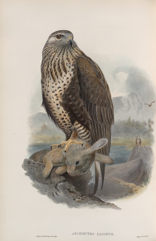 Archibuteo lagopus. Rough-legged Buzzard