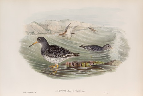 Arquatella maritima. Purple Sandpiper.