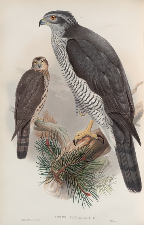 Astur palumbarius. Goshawk.