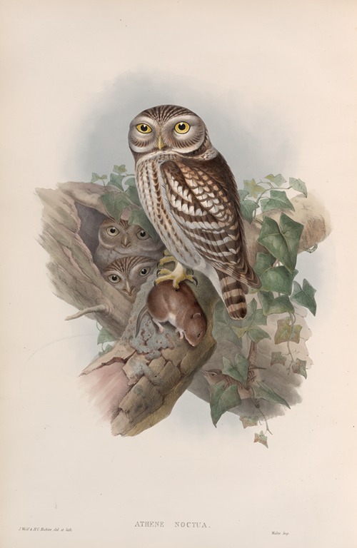 Athene noctua. Little Owl.