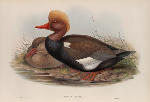 Branta rufina. Red-crested Duck.