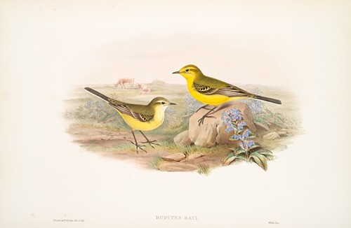 Budytes Rayi. Yellow Wagtail.