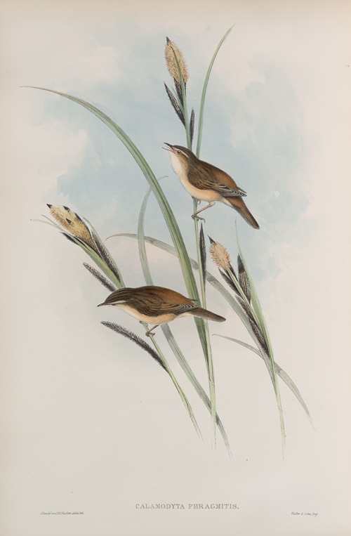 Calamodyta phragmitis. Sedge Warbler, or Chat.