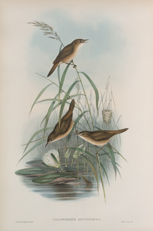 Calamoherpe arundinacea. Reed-Warbler.
