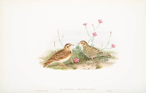 Calandrella brachydactyla. Short-toed Lark.