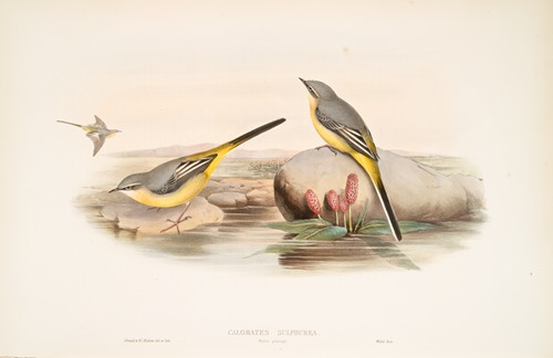 Calobates sulphurea. (Winter plumage) Grey Wagtail.
