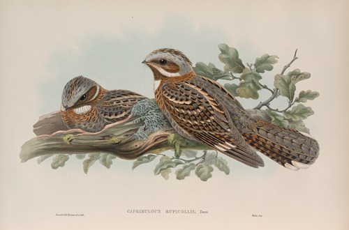 Caprimulgus ruficollis. Red-necked Goatsucker.