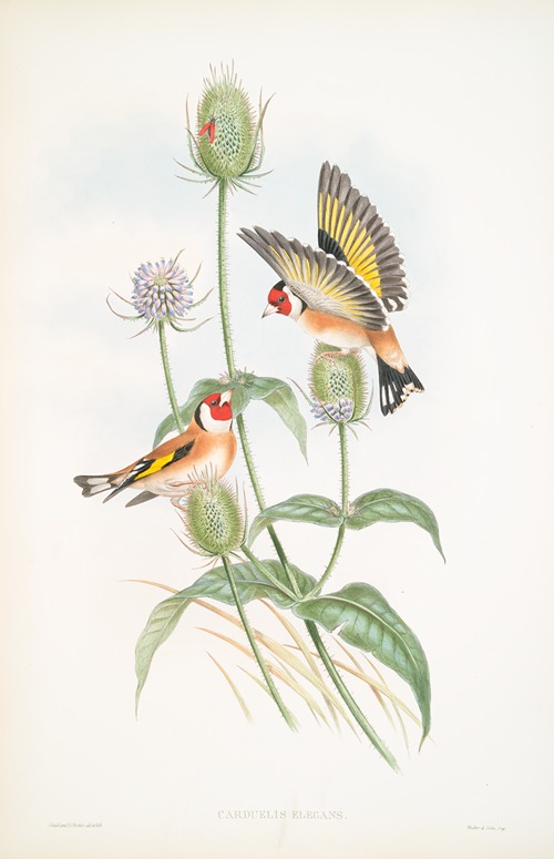 Carduelis elegans. Goldfinch.