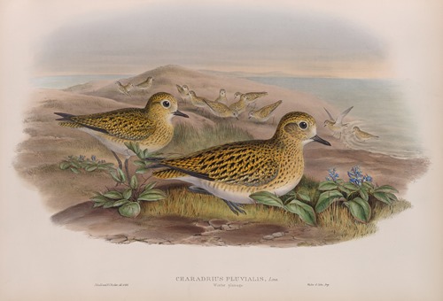 Charadrius pluvialis. Winter plumahe. Golden Plover (winter plumage).
