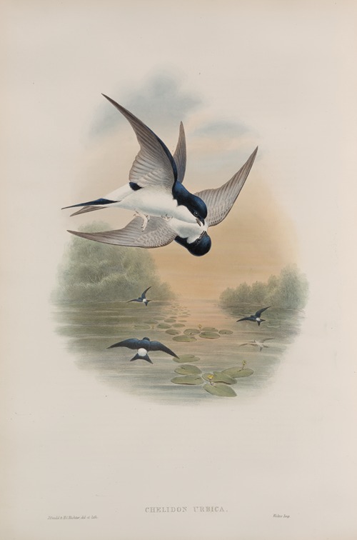 Chelidon urbica. House-Martin.