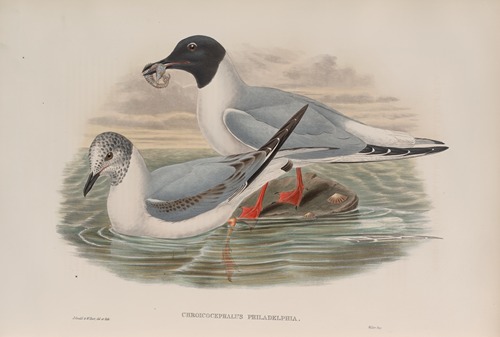 Chroicocephalus philadelphia. Bonaparte’s Gull.