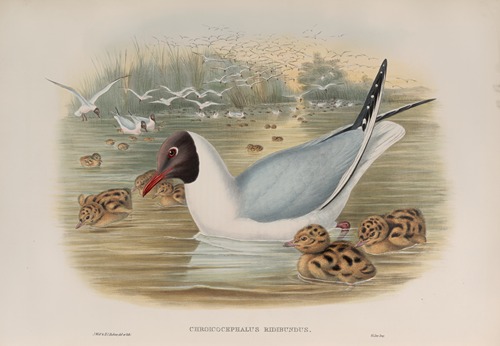 Chroicocephalus ridibundus. Black-headed Gull.