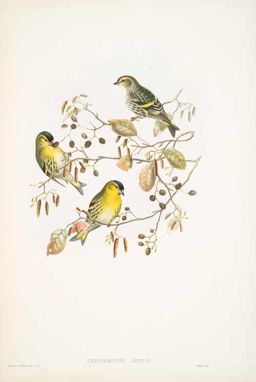 Chrysomitris spinus. Siskin.