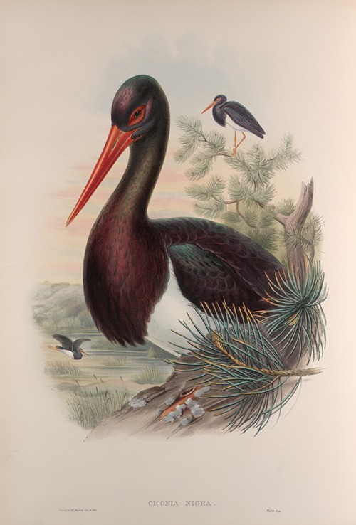 Ciconia nigra. Black Stork.