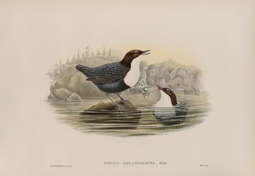 Cinclus malanogaster. Black-bellied Water-Ouzel.