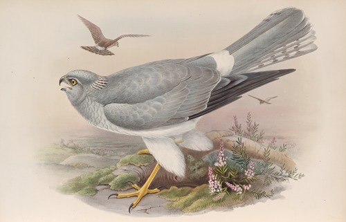 Circus cyaneus. Hen Harrier.