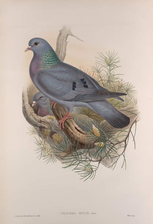 Columba oenas. Stock-Dove.