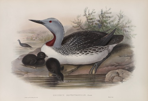 Colymbus septentrionalis. Red-throated Diver.