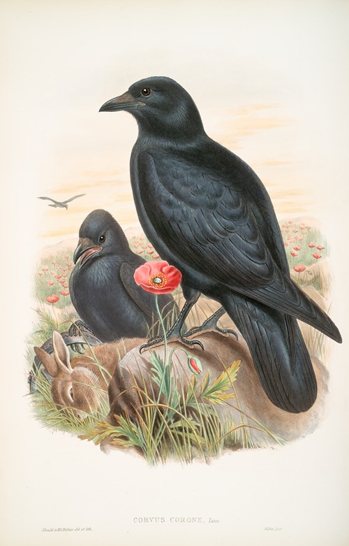 Corvux corone. Carrion-Crow.