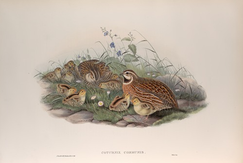 Coturnix communis. Common Quail.