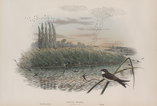 Cotyle riparia. Sand-Martin, young.