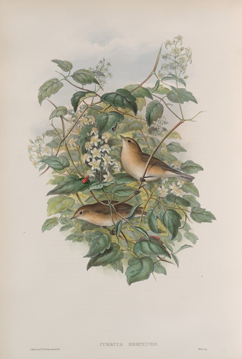 Curruca hortensis. Garden Warbler.