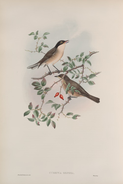 Curruca orphea. Orphean Warbler.