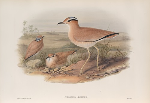 Cursorius gallicus. Cream-coloured Courser.
