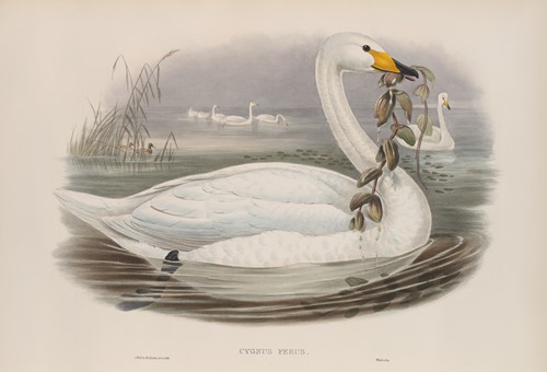 Cygnus ferus. Wild Swan, or Whooper.