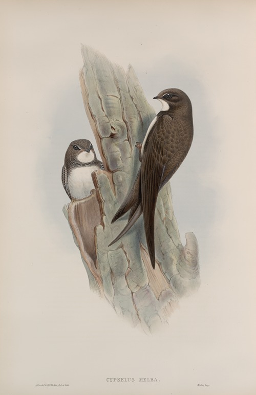 Cypselus melba. Alpine Swift.