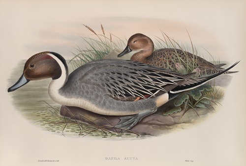 Dafila acuta. Pin-tailed Duck.