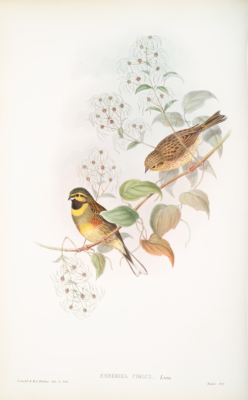 Emberiza cirlus. Cirl Bunting.
