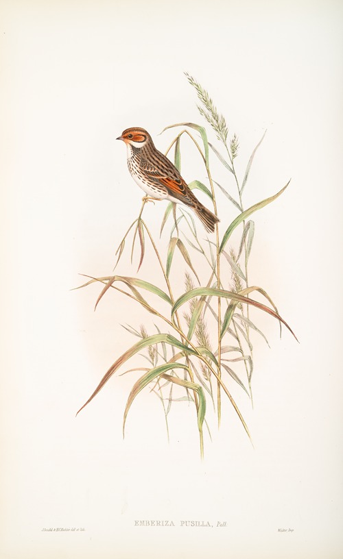 Emberiza pusilla. Dwarf Bunting.