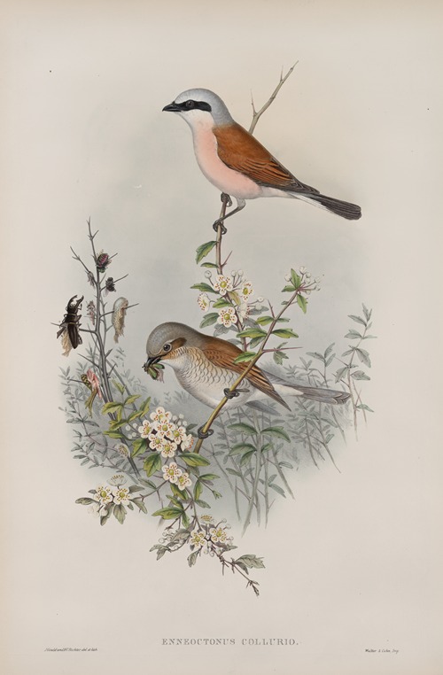 Enneoctonus collurio.Butcher Bird