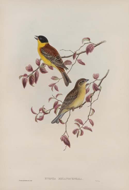 Euspiza malanocephala. Black-headed Bunting.